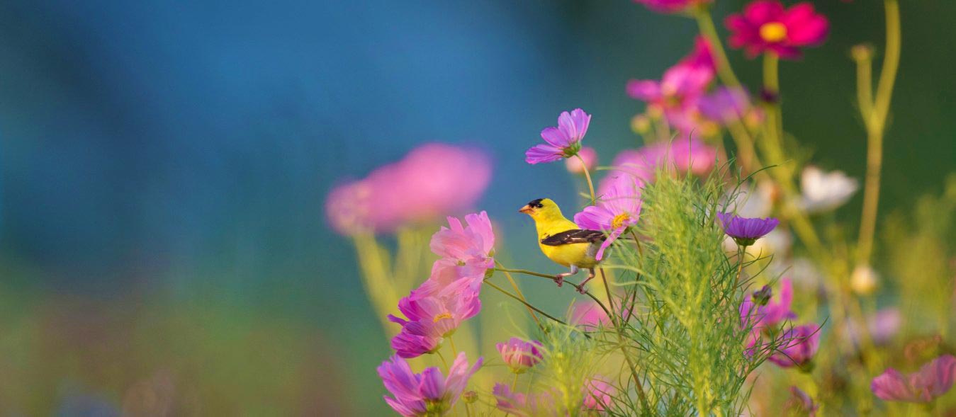 Benefits of Wildflower Lawns
