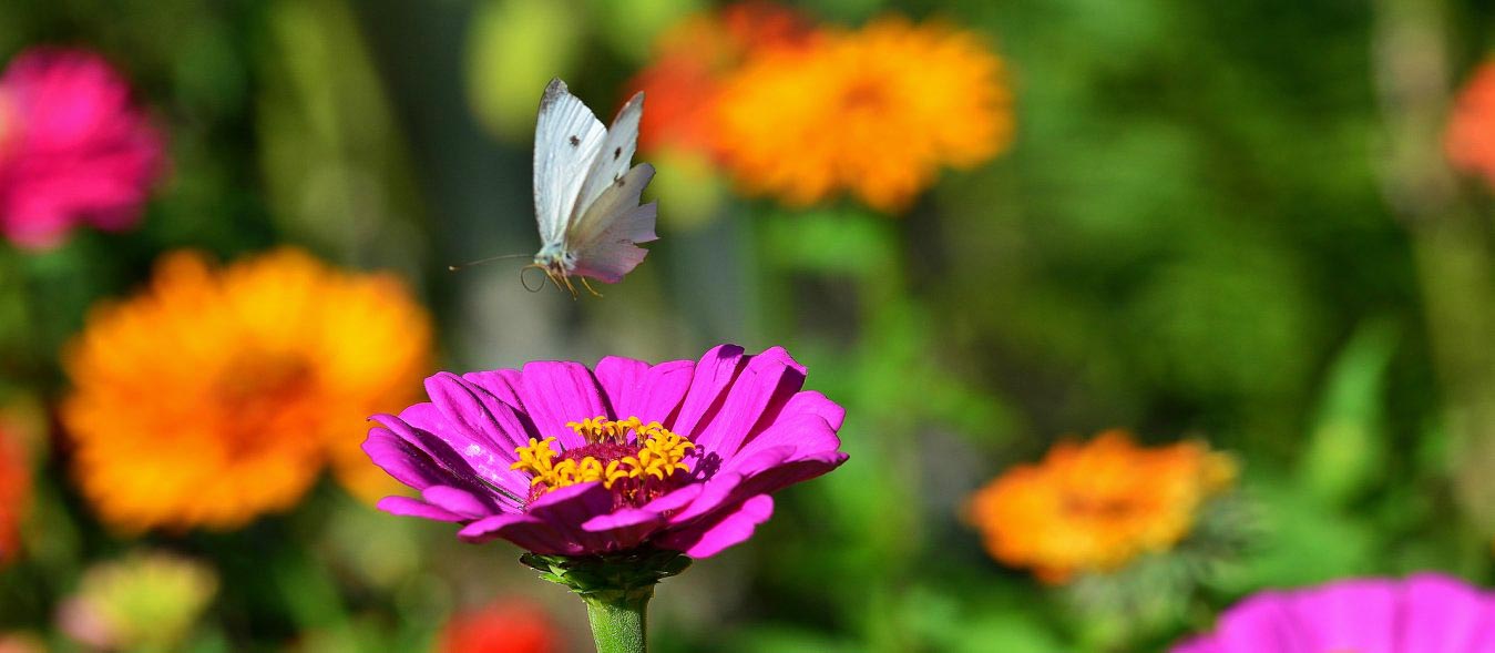 seasons in the garden, Gardening with a baby, a year in the garden