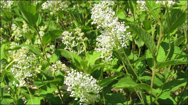 New Jersey Tea Ceanothus americanus, Foraging for Old Field Tea recipe, Foraging, Foraging for Tea, Ozark, Locally-Harvested, Tea Recipes, Foraged Tea Recipe, Red Clover, Self-Heal, New Jersey Tea, Pennyroyal, Bee Balm, Foraging for Tea in the Ozarks, Old Field Tea Recipe, Wild Plants That Can Be Used For Tea, Foraging for Wildcrafted Tea