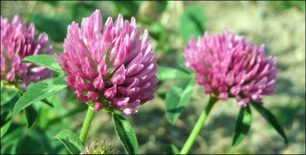 Red Clover (Trifolium pratense)