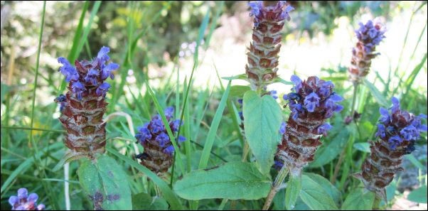 self-heal-Prunella-vulgaris-flowers, Foraging for Old Field Tea recipe, Foraging, Foraging for Tea, Ozark, Locally-Harvested, Tea Recipes, Foraged Tea Recipe, Red Clover, Self-Heal, New Jersey Tea, Pennyroyal, Bee Balm, Foraging for Tea in the Ozarks, Old Field Tea Recipe, Wild Plants That Can Be Used For Tea, Foraging for Wildcrafted Tea