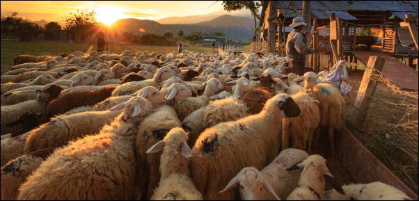 Top Ten Ways To Promote Your Homestead, promote your homestead, best marketing practices, promote homestead business, make money from your homestead, small farm business marketing