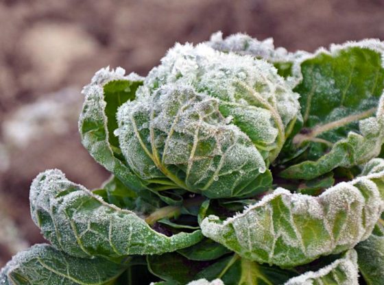 Cleaning Up The Garden For Winter Fall And Care