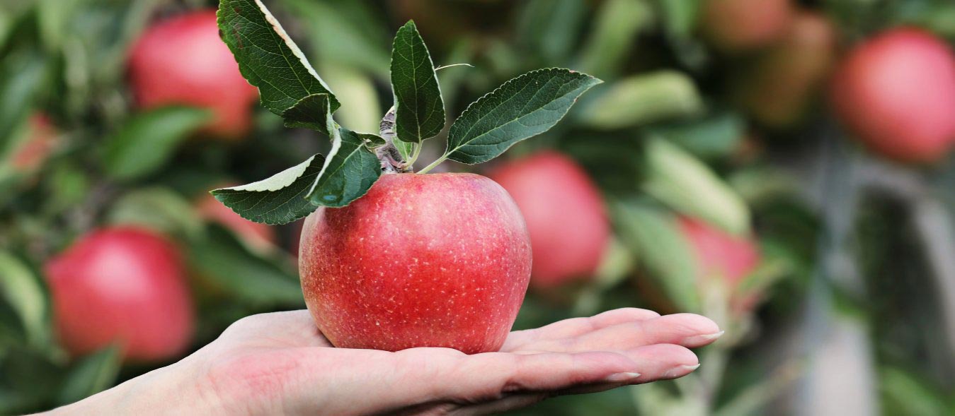 hand giving an apple, giving back to your community, spheres of influence, personal giving plan, gratitude