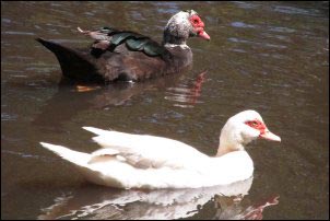 How to know your Muscovy is Broody, Broody Duck Behaviors, What To Do When Muscovy Eggs Hatch, Hatching Muscovy Eggs Naturally, Naturally Rearing Muscovy Ducklings, Muscovy, Broody Duck, Broody Muscovy, Natural Rearing muscovy eggs, Ducklings and homesteading