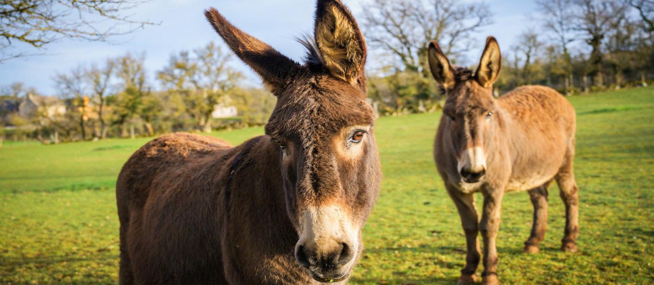 donkeys homesteading