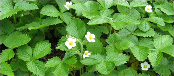Fragaria vesca wild strawberry, Foraging, Spring Foraging, Wild Greens, Wildcrafted Tea, Wild Bergamot, Dandelion, Plantain, Chickweed, Sassafrass, Blackberry, Wild Strawberry, Curly Dock, Wild Greens Recipe, Using Foraged food, Foraging for Tea