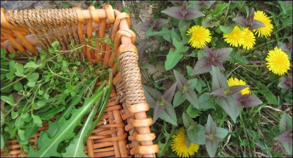 dandelion, m. bradburiana, Foraging, Spring Foraging, Wild Greens, Wildcrafted Tea, Wild Bergamot, Dandelion, Plantain, Chickweed, Sassafrass, Blackberry, Wild Strawberry, Curly Dock, Wild Greens Recipe, Using Foraged food, Foraging for Tea