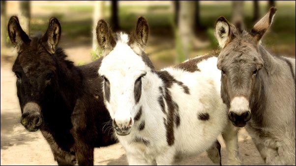 Donkeys come in many sizes and colors