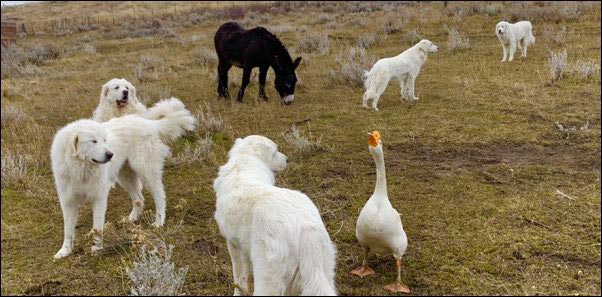 Donkeys Working as a Livestock Guardian Team