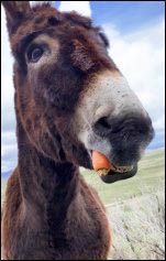 donkey eating a carrot