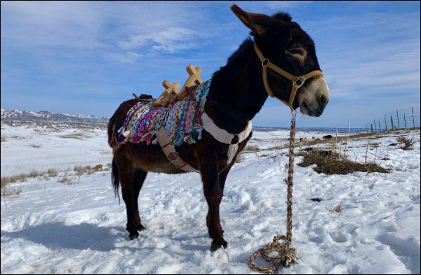 donkey with homemade saddle blanket