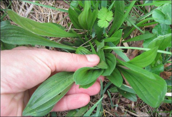harvesting plantain weed, Foraging, Spring Foraging, Wild Greens, Wildcrafted Tea, Wild Bergamot, Dandelion, Plantain, Chickweed, Sassafrass, Blackberry, Wild Strawberry, Curly Dock, Wild Greens Recipe, Using Foraged food, Foraging for Tea