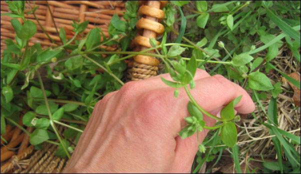 Foraging, Spring Foraging, Wild Greens, Wildcrafted Tea, Wild Bergamot, Dandelion, Plantain, Chickweed, Sassafrass, Blackberry, Wild Strawberry, Curly Dock, Wild Greens Recipe, Using Foraged food, Foraging for Tea