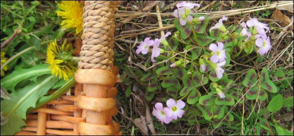 violet wood sorrel, Foraging, Spring Foraging, Wild Greens, Wildcrafted Tea, Wild Bergamot, Dandelion, Plantain, Chickweed, Sassafrass, Blackberry, Wild Strawberry, Curly Dock, Wild Greens Recipe, Using Foraged food, Foraging for Tea