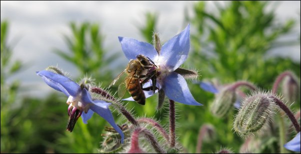 borage make great additions to food forest layer