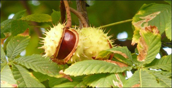 chestnut trees make great additions to the canopy food forest layer