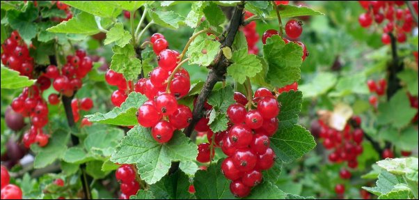 currants make great additions to food forest layer