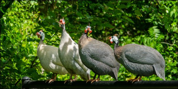 guinea fowl make a great livestock addition to the homestead food forest