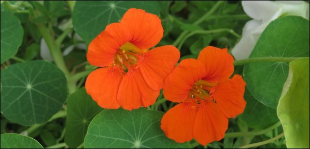 nasturtium make great additions to food forest layer