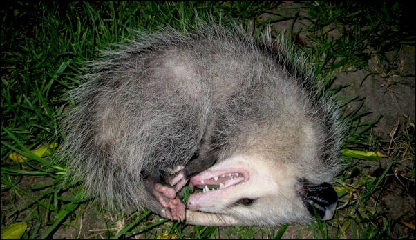 opossum playing possum feigning death