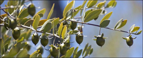 jojoba plant fruit
