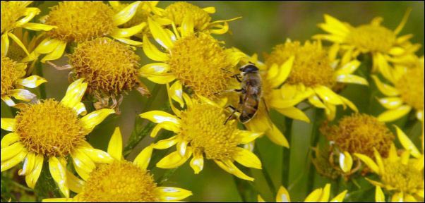 arnica flower with honeybee, salve making ingredients, herbal-salve-making, herbal salve recipes, how to make herbal salves