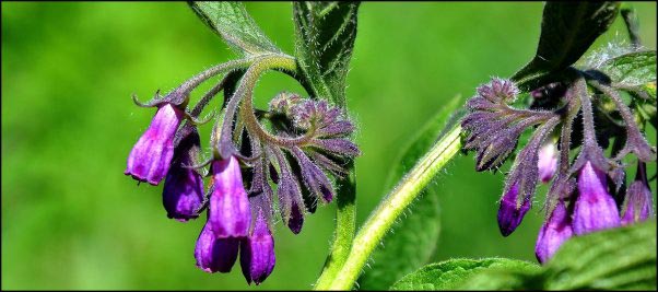 comfrey flower, salve making ingredients, herbal-salve-making, herbal salve recipes, how to make herbal salves