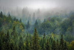 trees-975091_1920