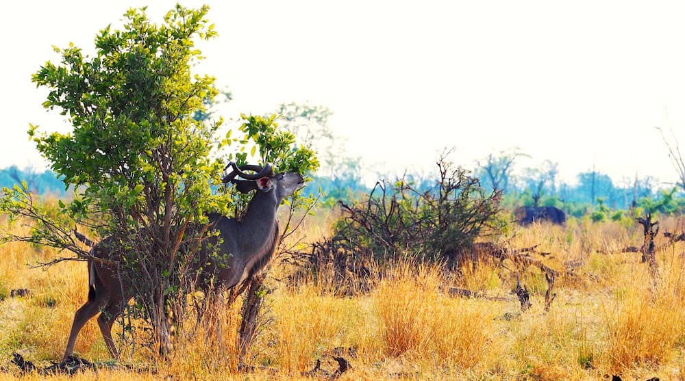 Botswana