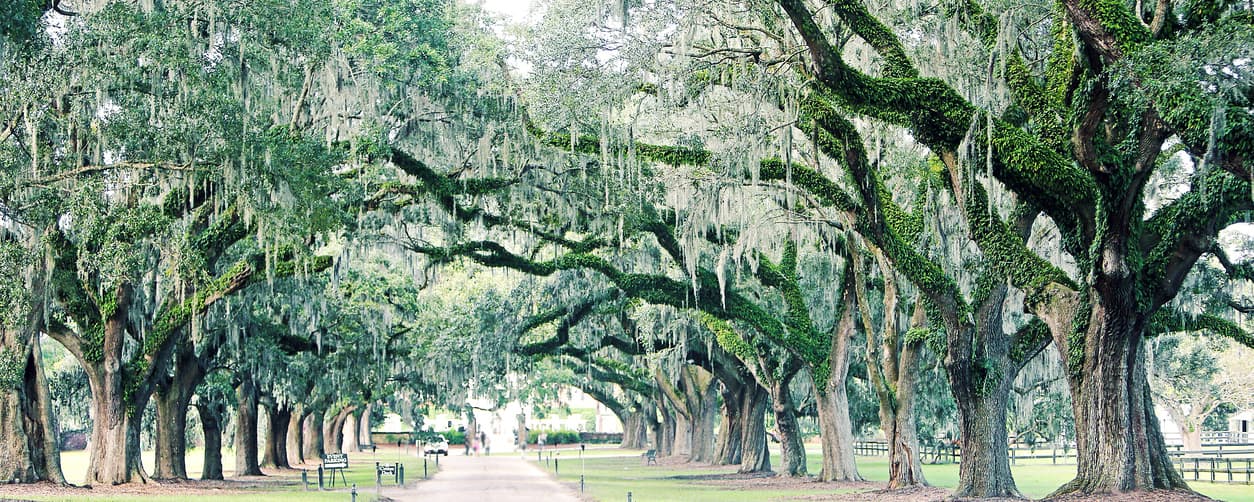 charleston-plantation