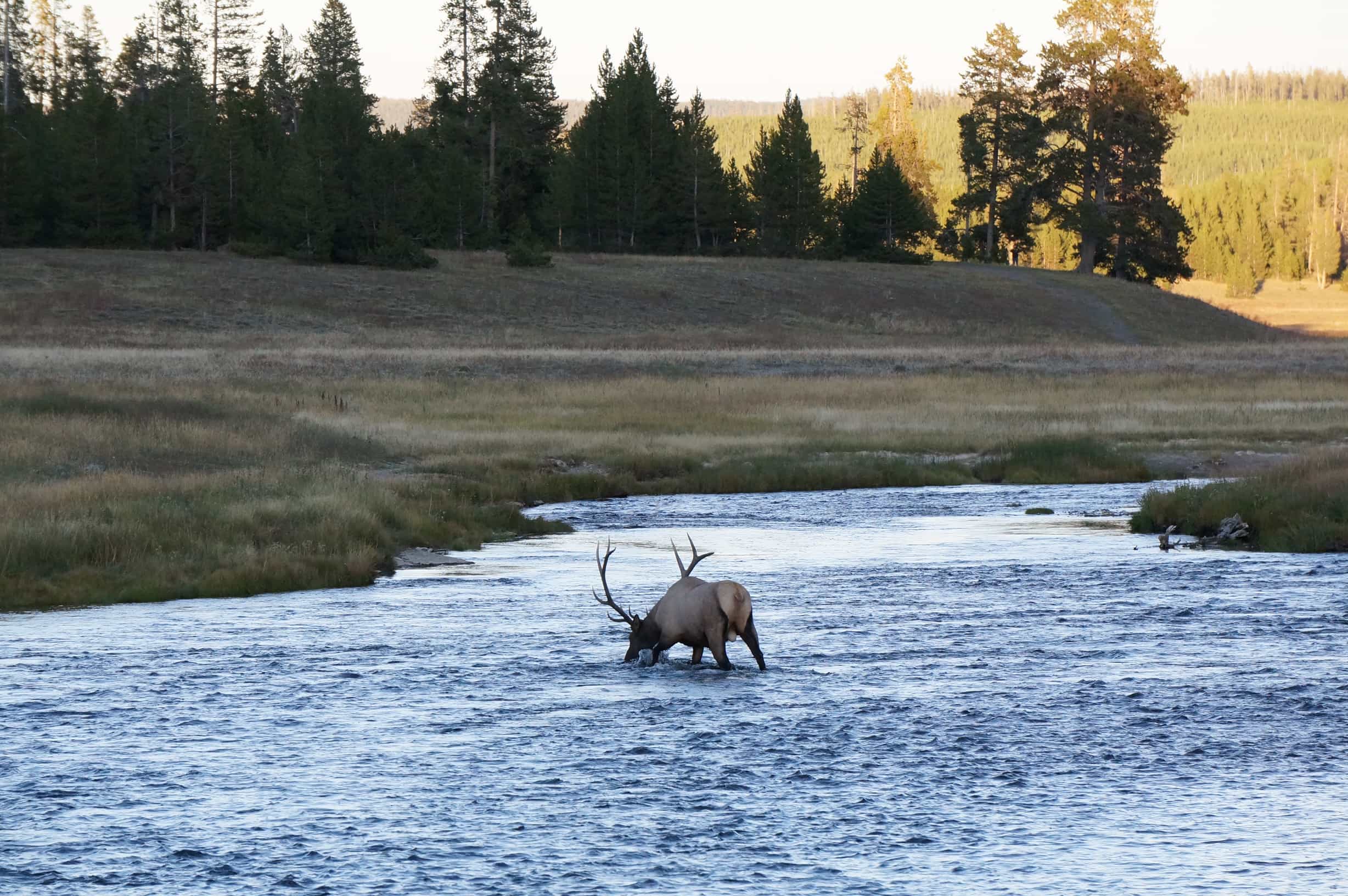 yellowstone moose Lone Mountain RanchLone Mountain Ranch