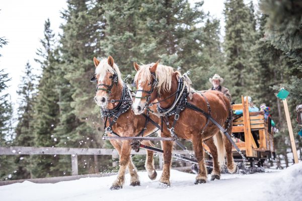 Horn & Cantle | Lone Mountain Ranch