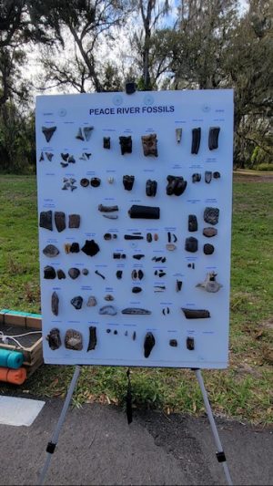 FLORIDA Fossil Trip February 13th and 14th, 2026 (CLOSED)