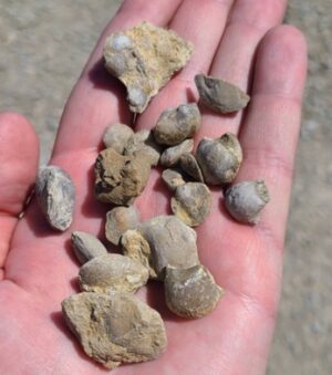 Iowa Fossils – Family Friendly – Saturday, June 6, 2026 (Closed)