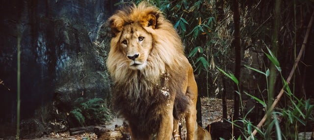 Thy Kingdom Come