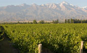 ORB_img_FoodWine_Mendoza_172x105