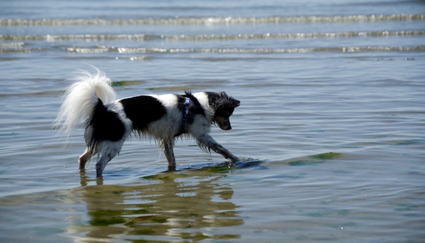 Traveling with dogs in Seattle
