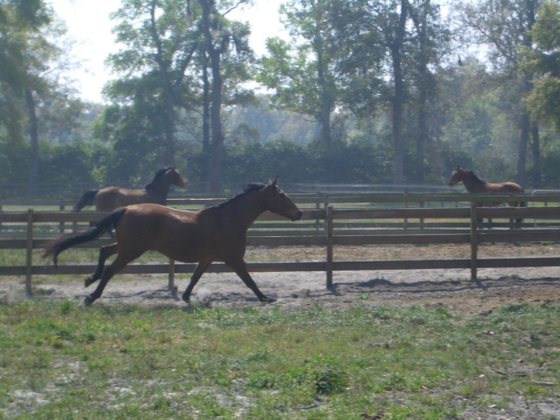 horse country-florida