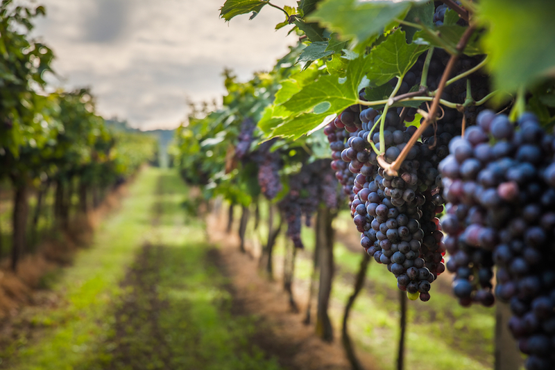 orbitz_wine tours in santiago chile