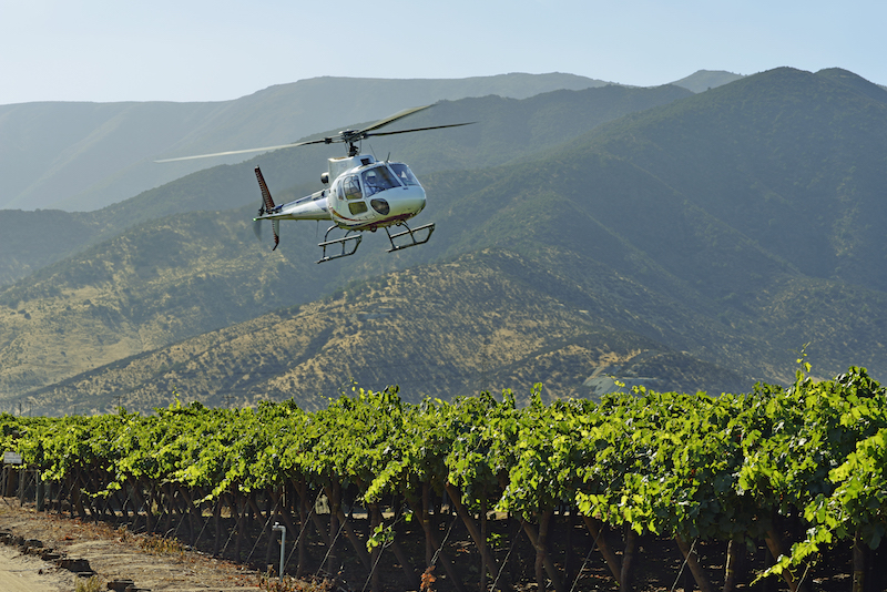 Loma Larga Vineyards