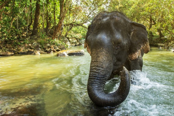 elephant sanctuary