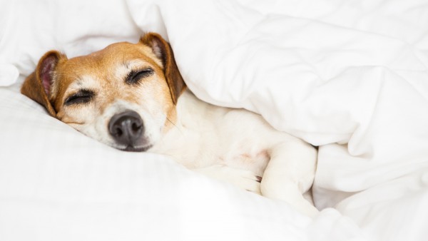 dog friendly hotels