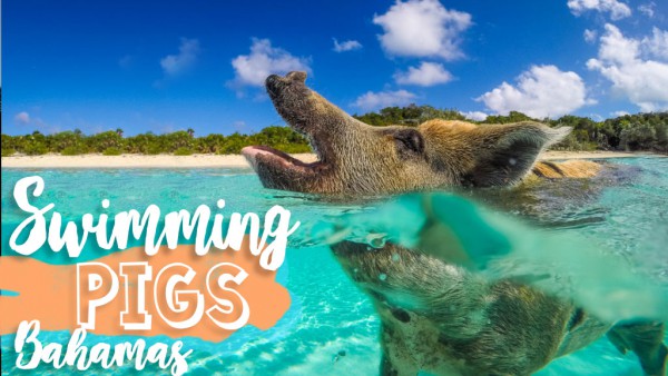 Swimming Pigs Bahamas Exumas Thumbnail