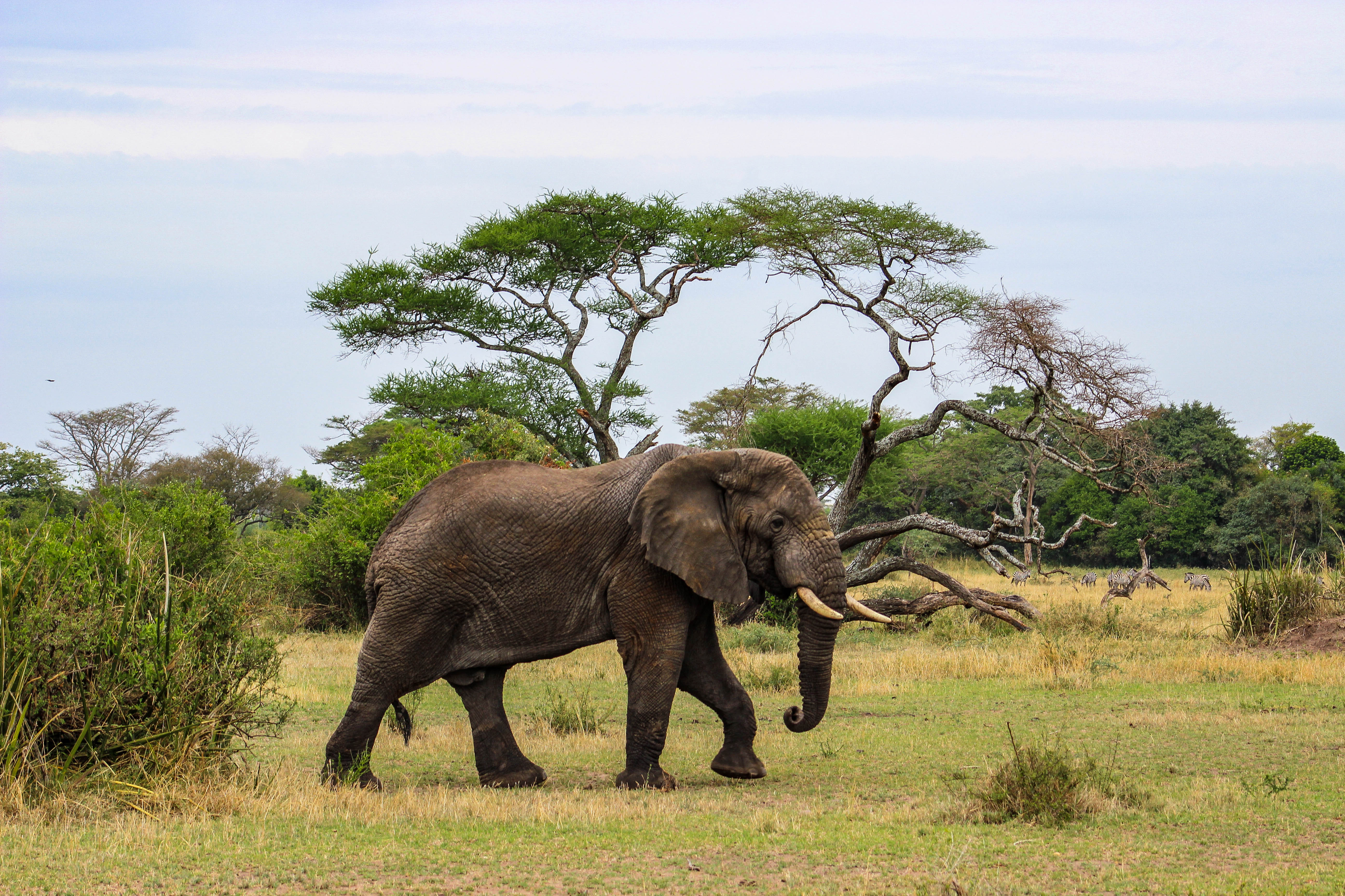 Tanzania Serengeti_CompassAndTwine