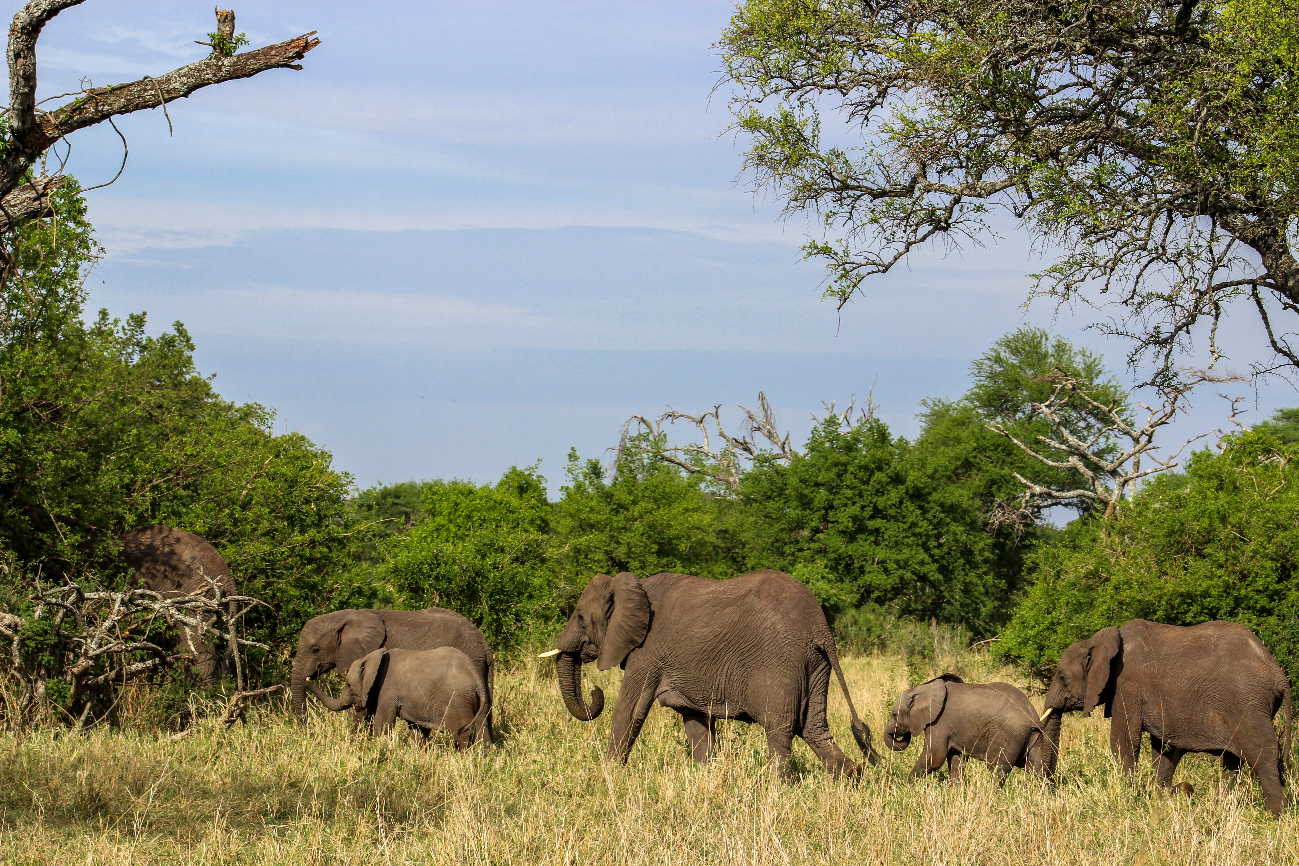 Tanzania Serengeti_CompassAndTwine