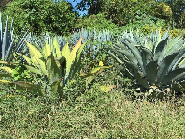 Best college essays 2017 image