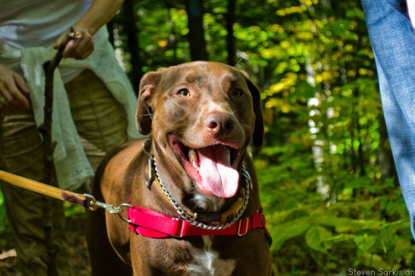Dog Friendly Hikes - Flickr-2