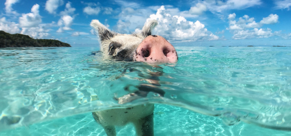 which bahamas island is