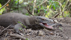komodo bucket gettingstamped